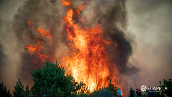 Can fire help us to preserve the Amazon?